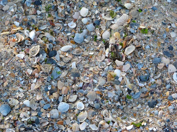 Muscheln auf einem Meeresstrand — Stockfoto