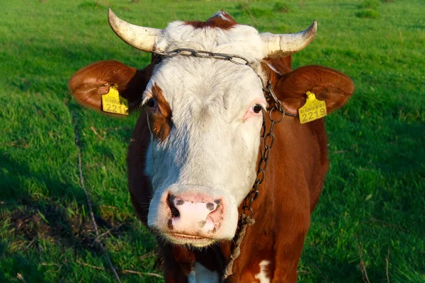 Mucca in posa bene davanti alla schiena verde — Foto Stock