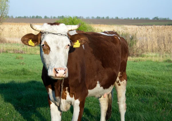 Сельский пейзаж с пасущимися коровами — стоковое фото