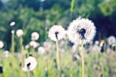 Dandelions güneş ışığında