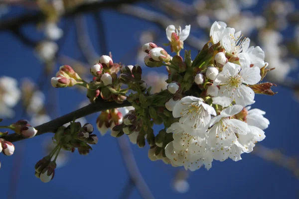 stock image White flowers of apple tree