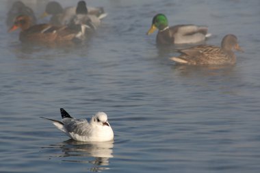 Vistula Nehri Yüzme martı görmek