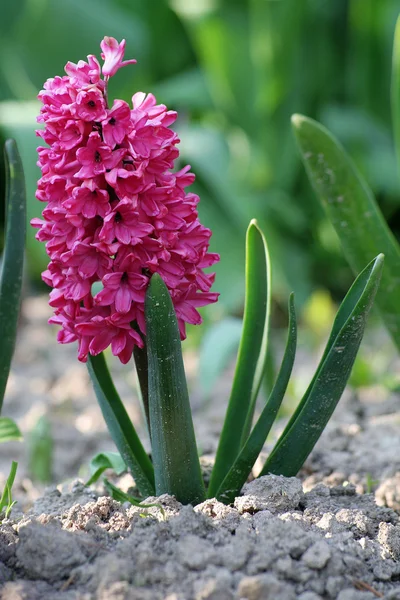 stock image Hyacinth