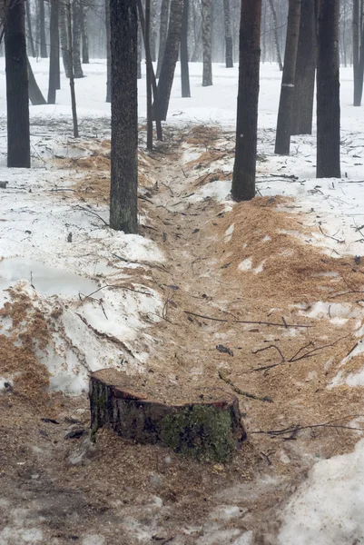 冬季砍伐森林 — 图库照片