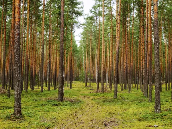 Fenyves erdő — Stock Fotó