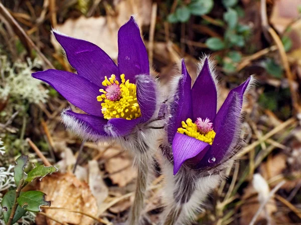 stock image First spring flower