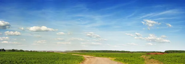 Spring field under blue sky — Stock Photo, Image