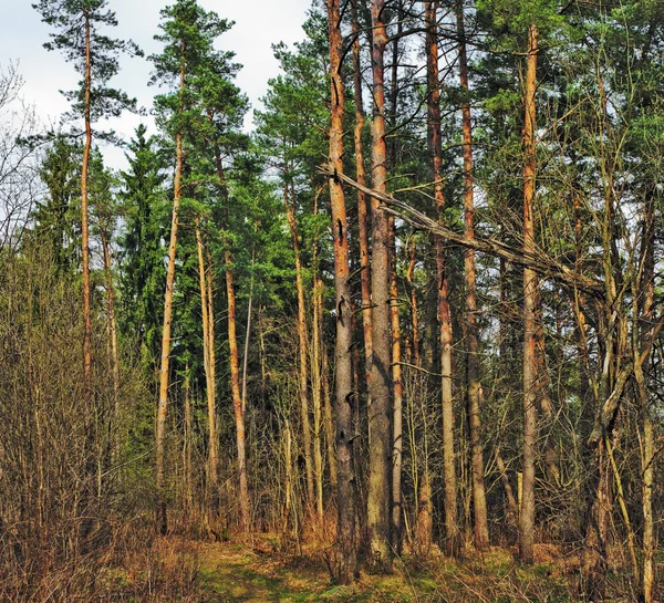 Jarní borovice a slunce — Stock fotografie