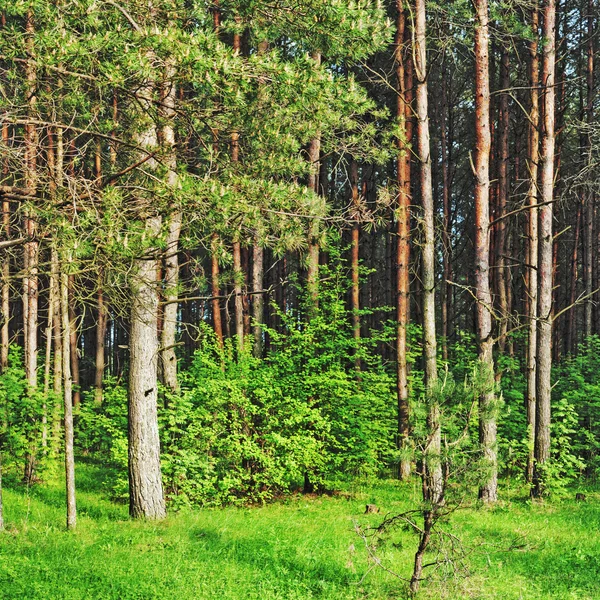 Fenyves erdő Jogdíjmentes Stock Képek