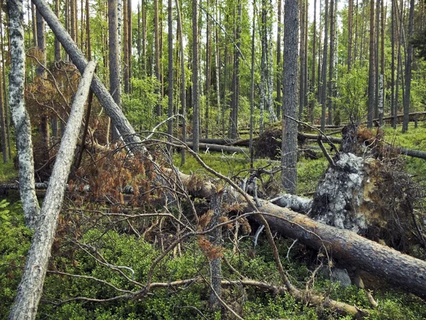 Pára-brisas florestal — Fotografia de Stock