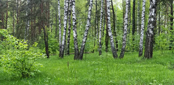 봄 삼림 스톡 사진
