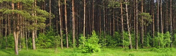 Fenyves erdő Stock Kép