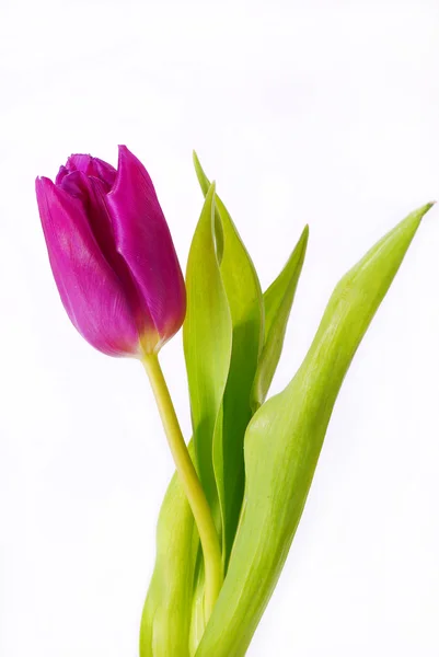 Tulipan fioletowy na białym tle — Zdjęcie stockowe
