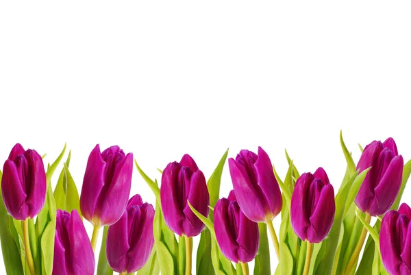Purple tulips frame — Stock Photo, Image