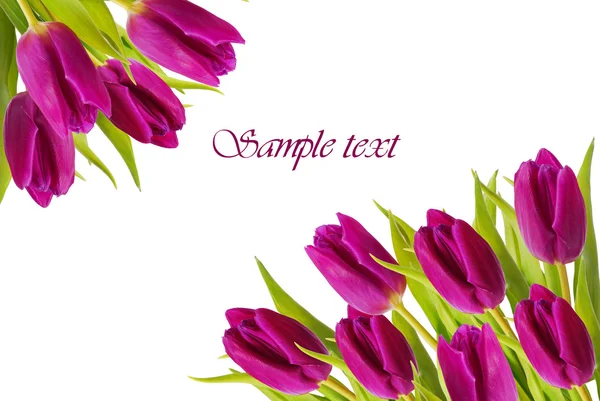 Paarse tulpen frame — Stockfoto