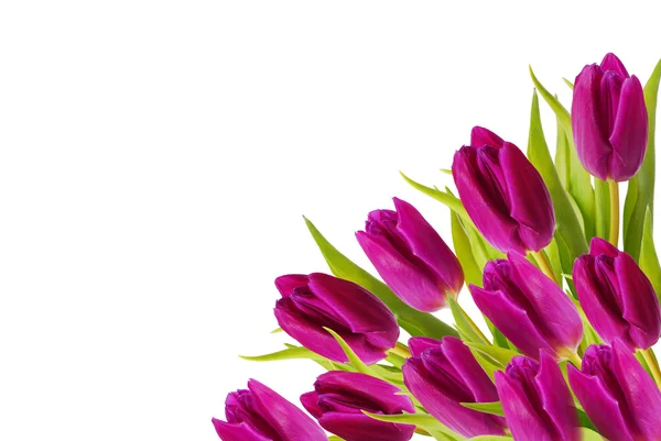 Fioletowe tulipany ramki — Zdjęcie stockowe