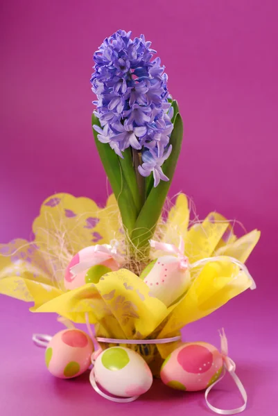 Hyacinth for easter — Stock Photo, Image