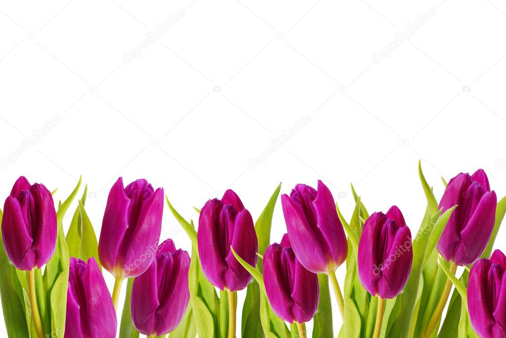 Purple tulips frame