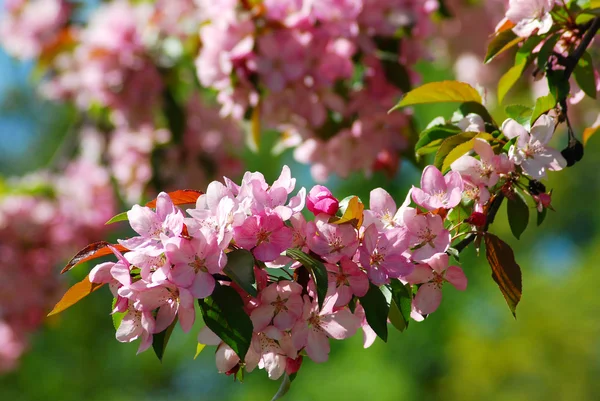Bahar ağacı çiçekleri — Stok fotoğraf