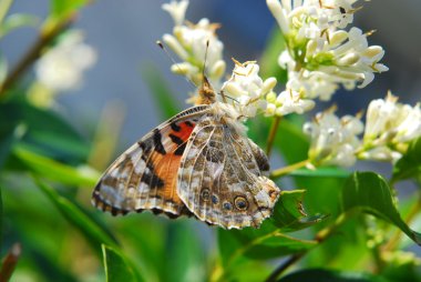 Kelebek boyalı bayan (vanessa cardui )