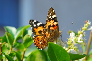 Kelebek boyalı bayan (vanessa cardui )