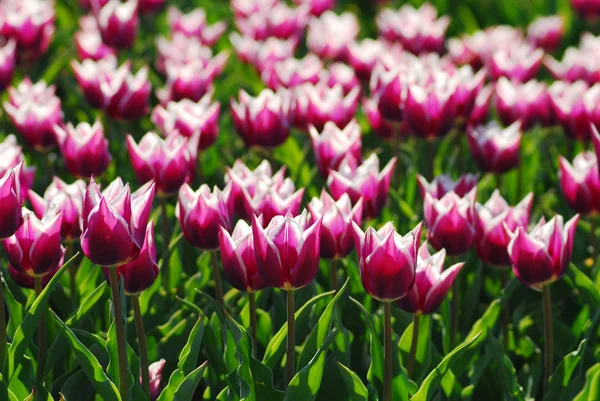 Champ de tulipes — Photo