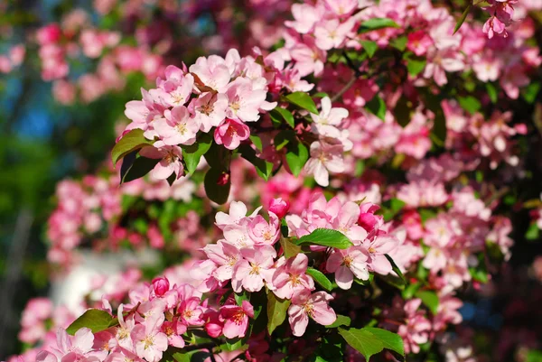 Flores de árbol de primavera —  Fotos de Stock