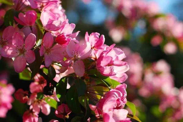 Flores de árbol de primavera —  Fotos de Stock