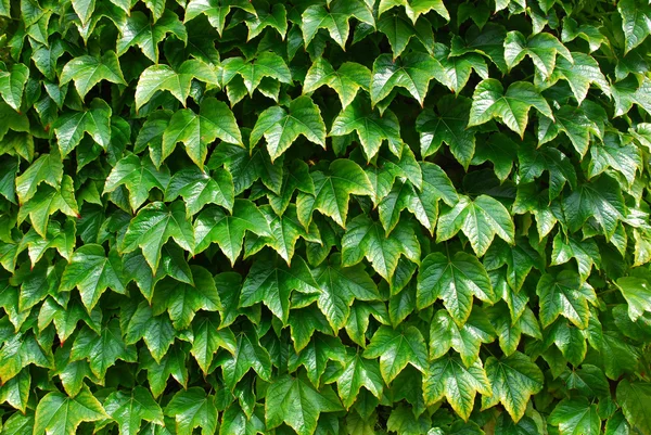 stock image Green leaves background