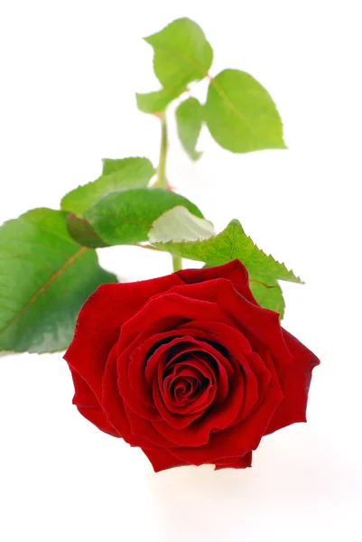 Rosa rouge isolée sur blanc — Photo