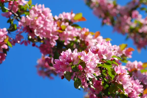 Ανοιξιάτικα λουλούδια δέντρο — Φωτογραφία Αρχείου