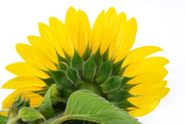 Sunflower isolated on white clipart