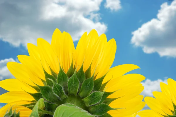 Mavi gökyüzüne karşı ayçiçeği — Stok fotoğraf