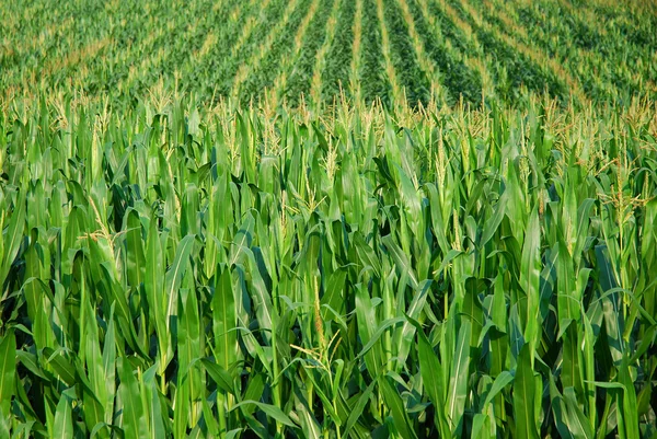 stock image Corn field