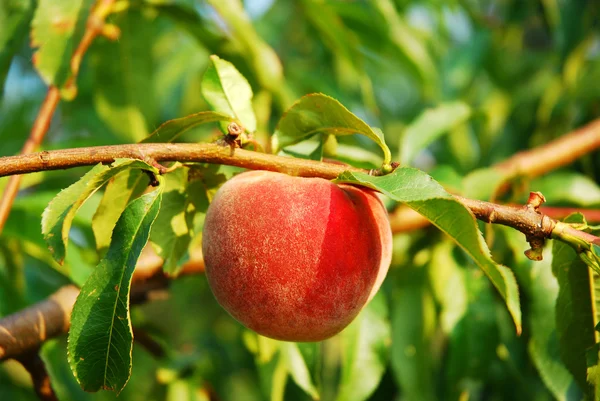 Peach on the branch — Stock Photo, Image