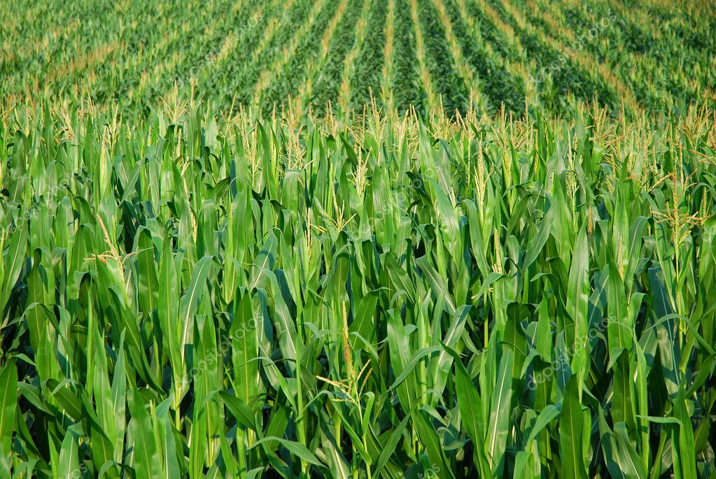 Corn field — Stock Photo © teresaterra #2787954