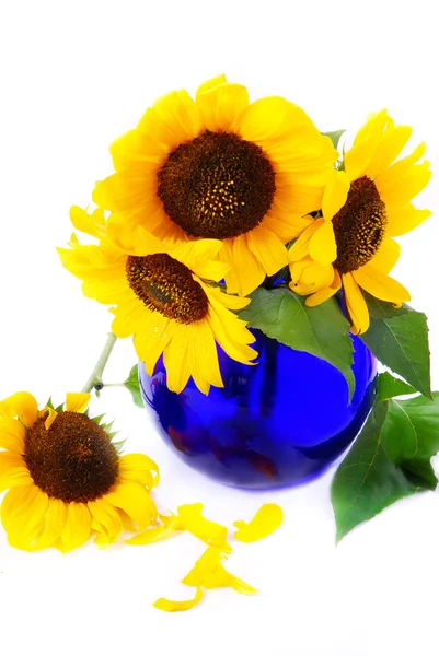 Zonnebloemen in blauwe vaas — Stockfoto