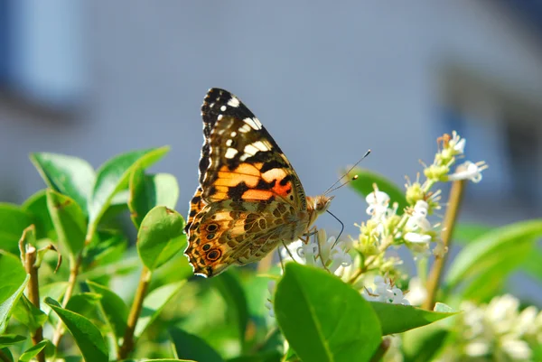 Мальована метеликом леді (vanessa cardui  ) — стокове фото
