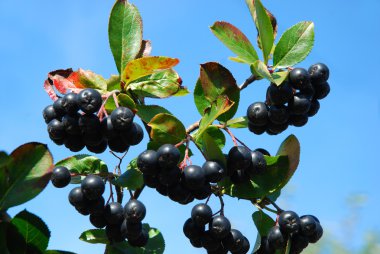 Aronia-siyah chokeberry