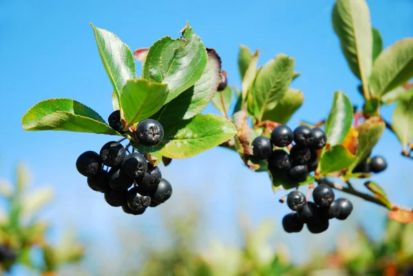 stock image Aronia-black chokeberry