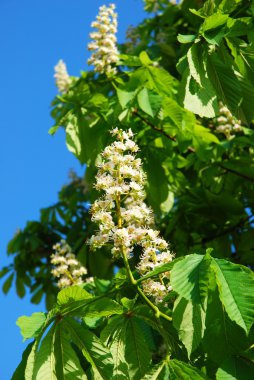 Baharda kestane ağacı