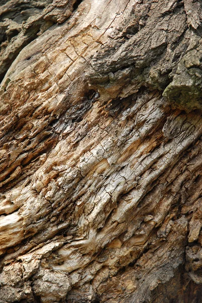 stock image Bark of the tree