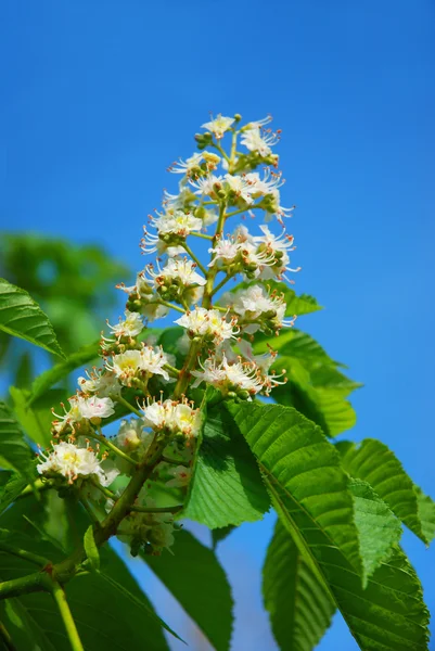 stock image Chestnut tree in spring