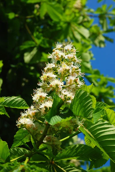 stock image Chestnut tree in spring