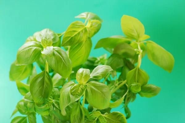 Bunch of jasmine flowers — Stock Photo, Image