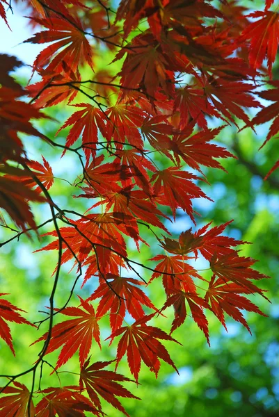 stock image Red maple leaves