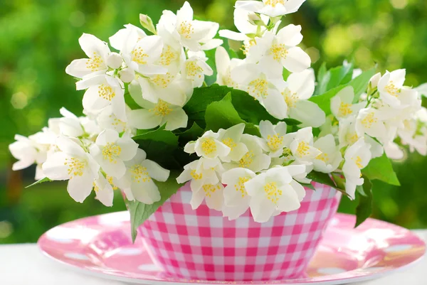 Bunch of jasmine flowers — Stock Photo, Image