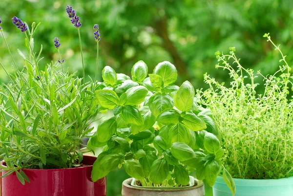 Home herb`s garden — Stock Photo, Image