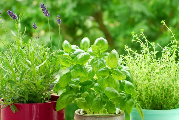 Hlavn herb`s zahrada Royalty Free Stock Obrázky