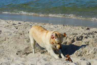 plajda oynayan köpek